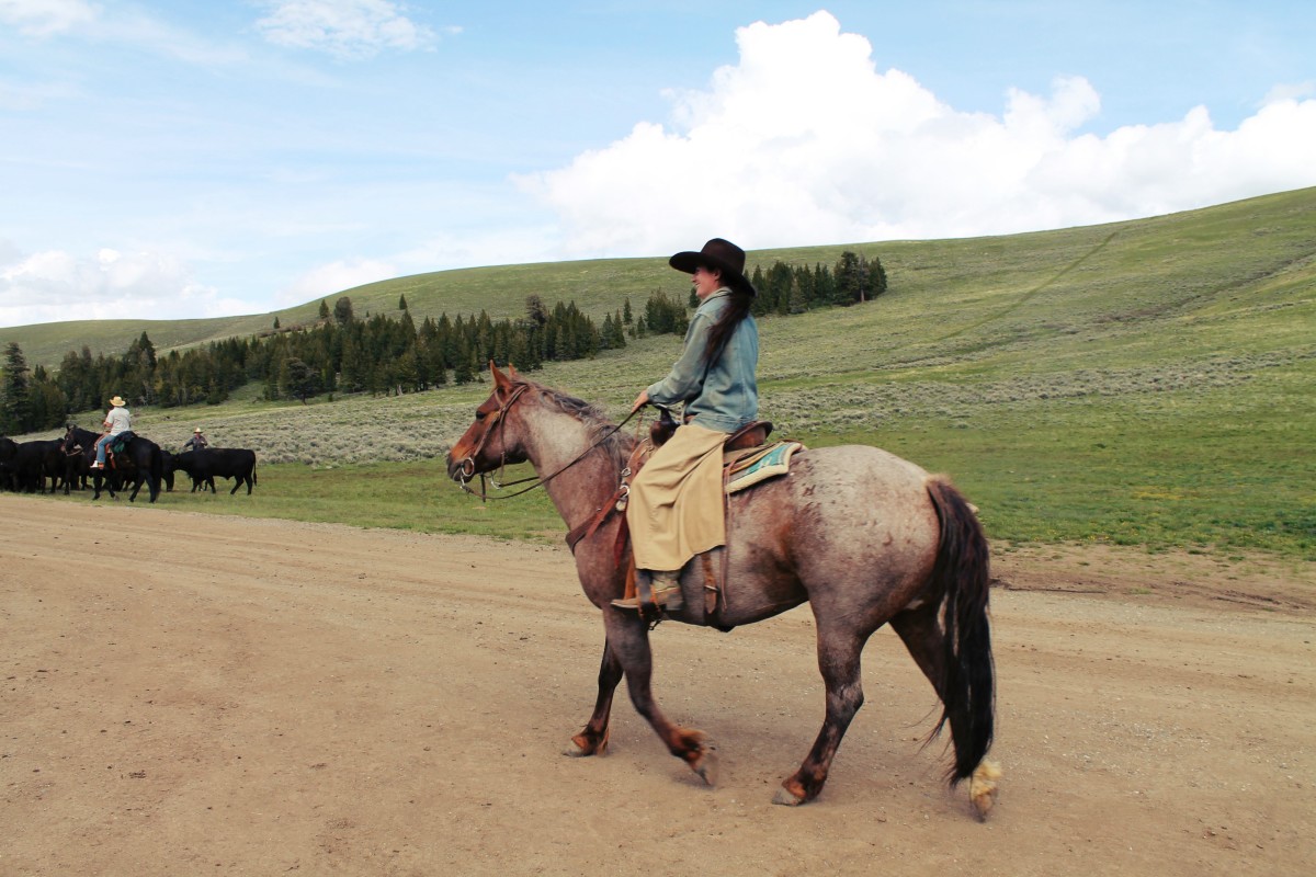 Ruby Red AQHA Mare