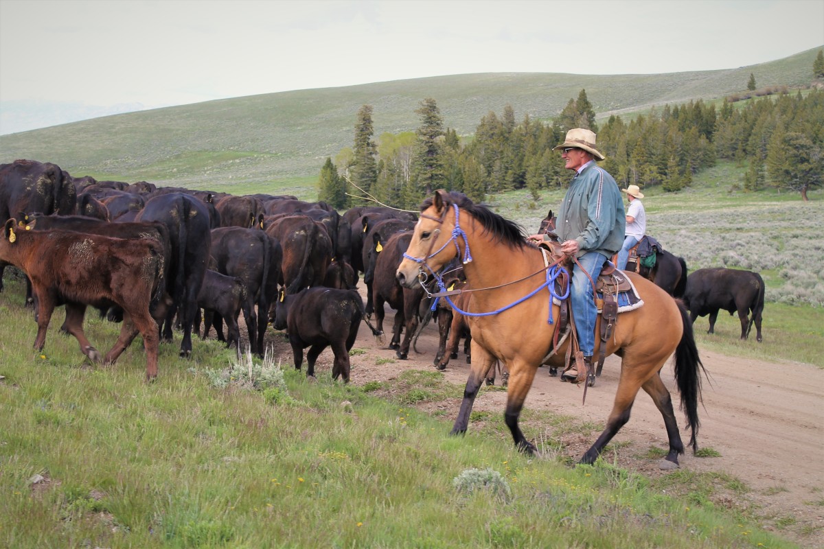 AQHA Buckskin Mare for Sale