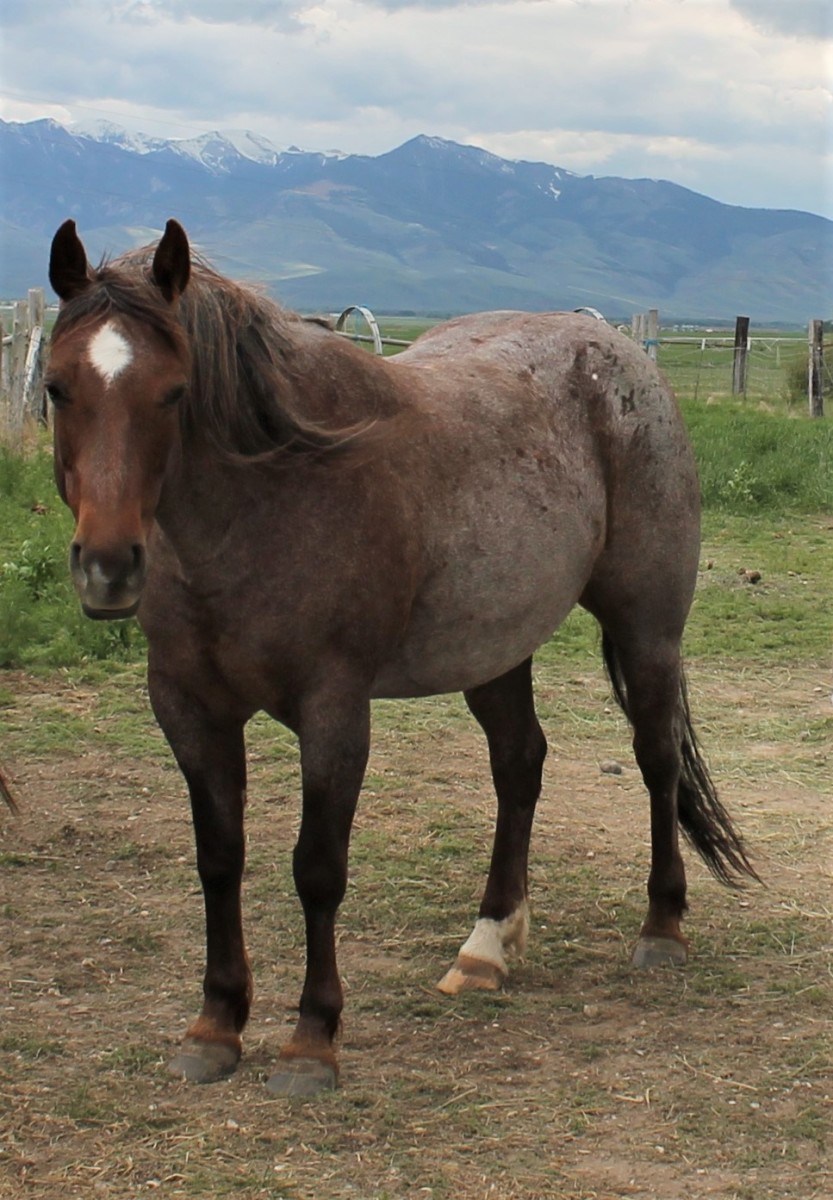 Ruby Red Mare for Sale