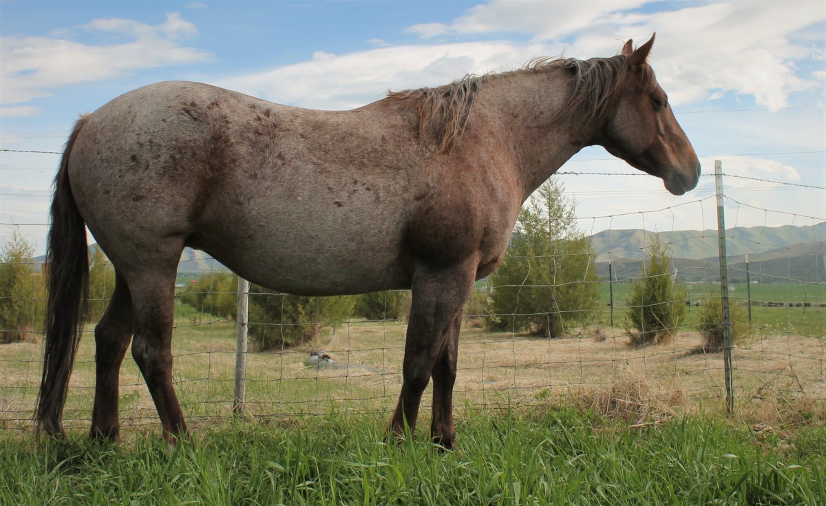 AQHA Red Roan Mare for Sale