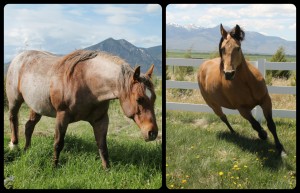 AQHA Mares for Sale