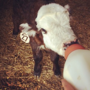 Bottle Calf