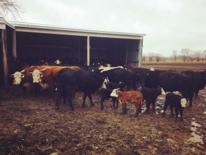 Calving Season