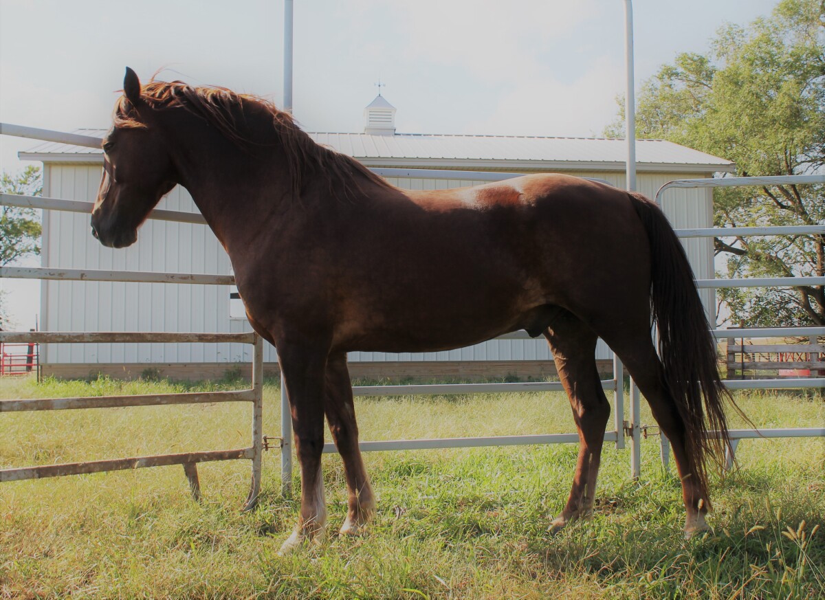 Do Horses Go To Heaven?