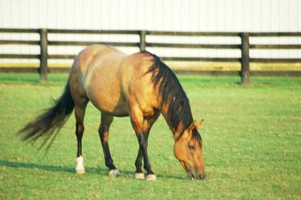 Buckskin Horse