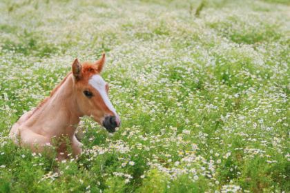 Foal in Daisies