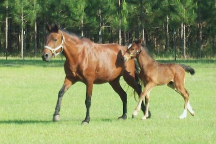 Mare and Foal