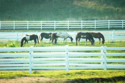 Paint Horses