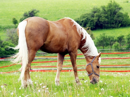 Palomino Horse