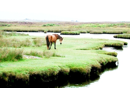 Riverside Horse