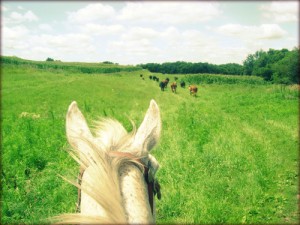 Cattle Drive