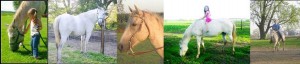 Collage of Horse Photos - Cricket