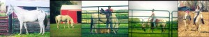 Horse Training