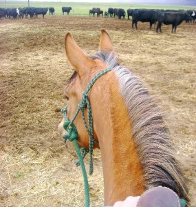 Sorting Cattle on Chickory