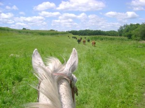 Driving Cattle Horseback