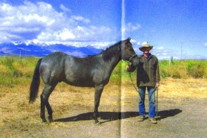 Blue Roan Stallion and my Dad