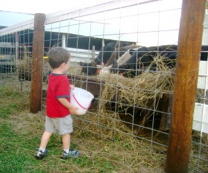 Watching the Calves Eat Their Feed