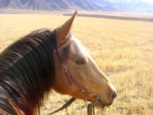 buckskin filly Chickory