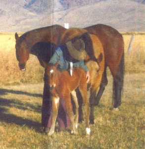 Newborn Quarter Horse Filly