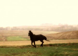 My Black Horse Crowe