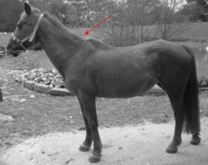 Horse Conformation - Ewe Neck