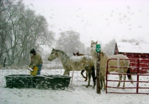 Carrying Hot Water To the Horses in the Winter