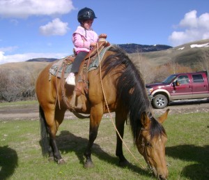 Chickory, AQHA Buckskin Mare