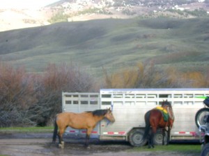 Honeycomb, Buckskin AQHA Filly