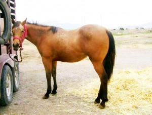 Docs Donegal, AQHA Buckskin Filly