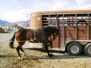 Horse's Hoof Tied Up for Trimming