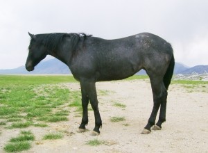 Bluebird, Hancock Bred AQHA Filly