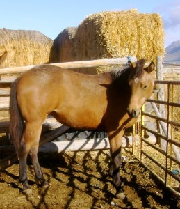 AQHA Buckskin Filly in Idaho