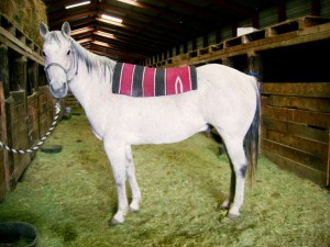 Step By Step Directions for Saddling A Horse