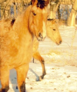 Buckskins In Winter