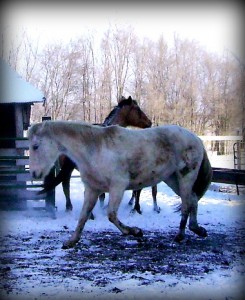 Horses Running