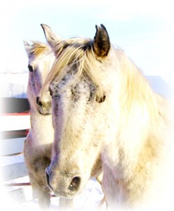 Snow and Horses