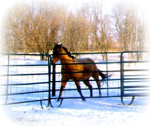 Buckskin Mare Running in Snow