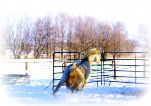 Horses Running in Snow