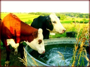 Cows On Our Farm - Peaches and Dorothy - Cowgirl Blog