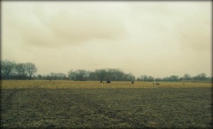 Walking Out Through The Cornfield