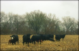 The Cows Eating Their Hay