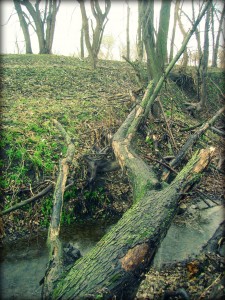 Fallen Tree Bridge Across the Creek