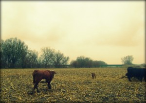 Our Hereford's New Calf