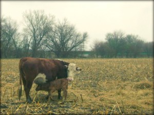 The Hereford Cow Encouraging Her Adopted Calf To Nurse