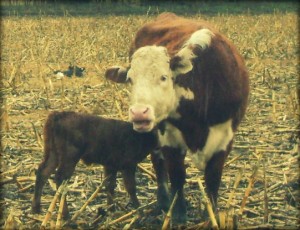 Grafting A New Calf On To Our Hereford Cow