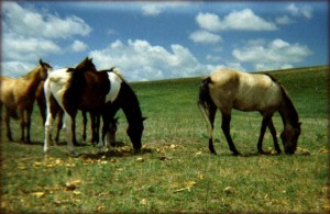 Apache Grazing With Other Colts