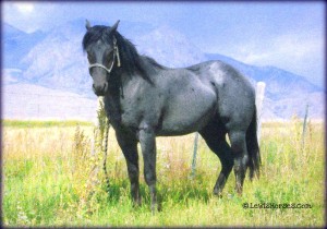 Hancock Bred Blue Roan Stallion - LewisHorses.com