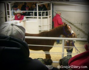 12 Year Old Grade Sorrel Gelding, Used in 4-H, Broke