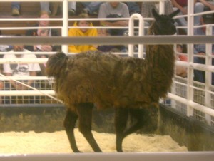 Male Llama at the Cattle Auction