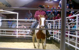 Tobiano Mare, Broke To Ride